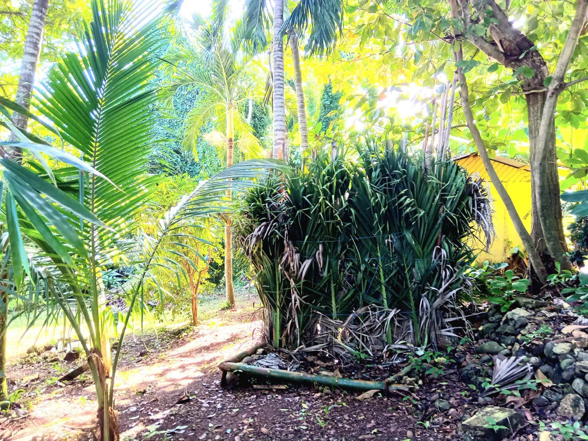 La Familia Guest House And Natural Farm Port Antonio Luaran gambar