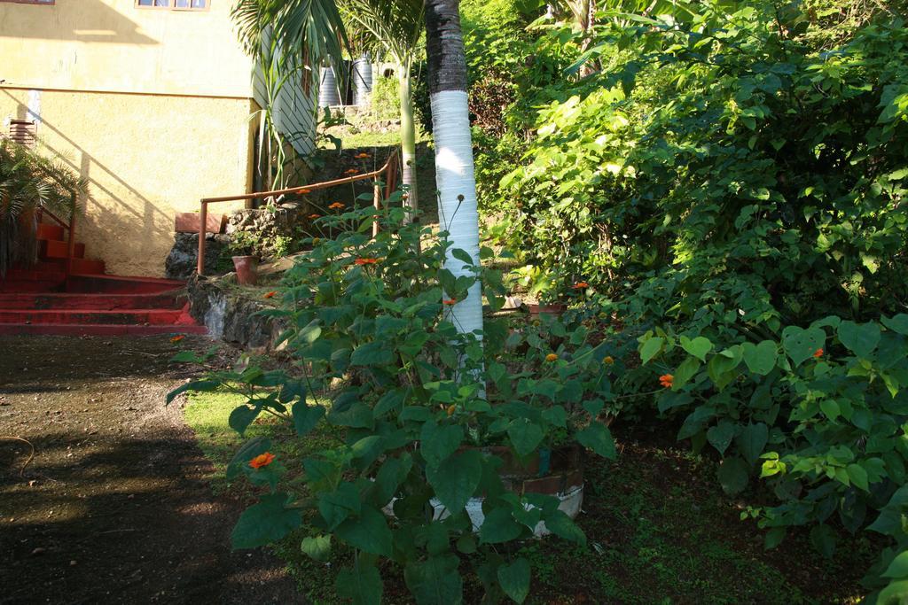 La Familia Guest House And Natural Farm Port Antonio Luaran gambar